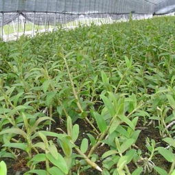 云南龍臨石斛種植基地 匠心耕耘，打造道地石斛產業新高地