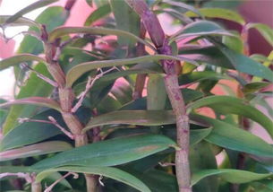 一文詳解鐵皮石斛的種植條件、時間與技術