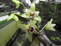 饒客網(wǎng)走訪永生源 探秘鐵皮石斛種植基地，解讀傳統(tǒng)中藥材的現(xiàn)代農(nóng)業(yè)之美