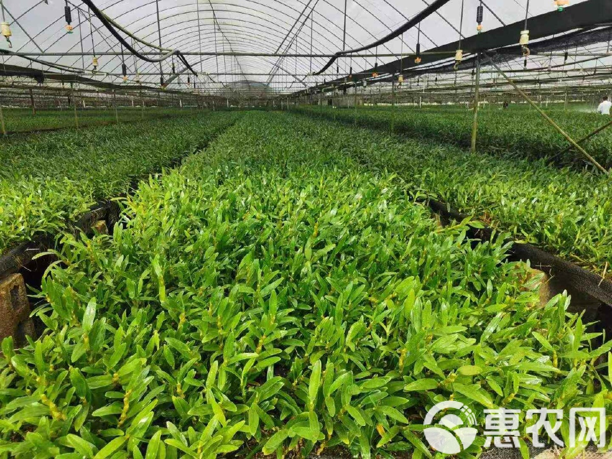 特金釵石斛苗,莖桿壯實(shí),產(chǎn)地直供,全國(guó)發(fā)貨